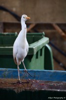 /album/fenykepgaleria/img-9216-jpg1/