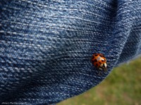 /album/artsofalley/p1080492-1-jpg/
